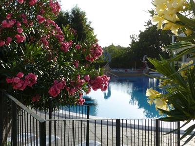 View of a tranquil hotel pool surrounded by blooming pink and yellow flowers.