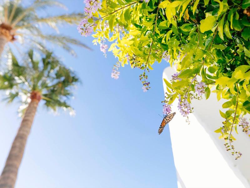 Schmetterling fliegt vor grünen Blättern und Palmen unter klarem blauem Himmel.