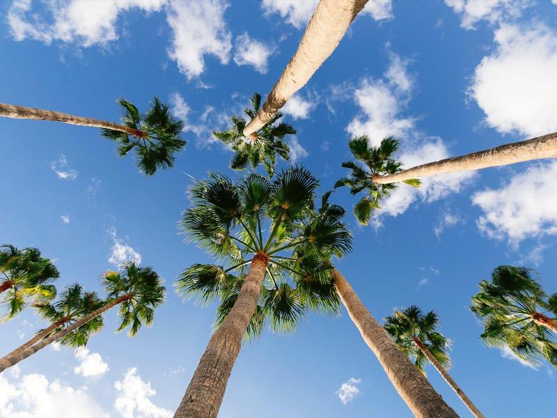 Blick nach oben auf hohe Palmen vor blauem Himmel mit einigen weißen Wolken.
