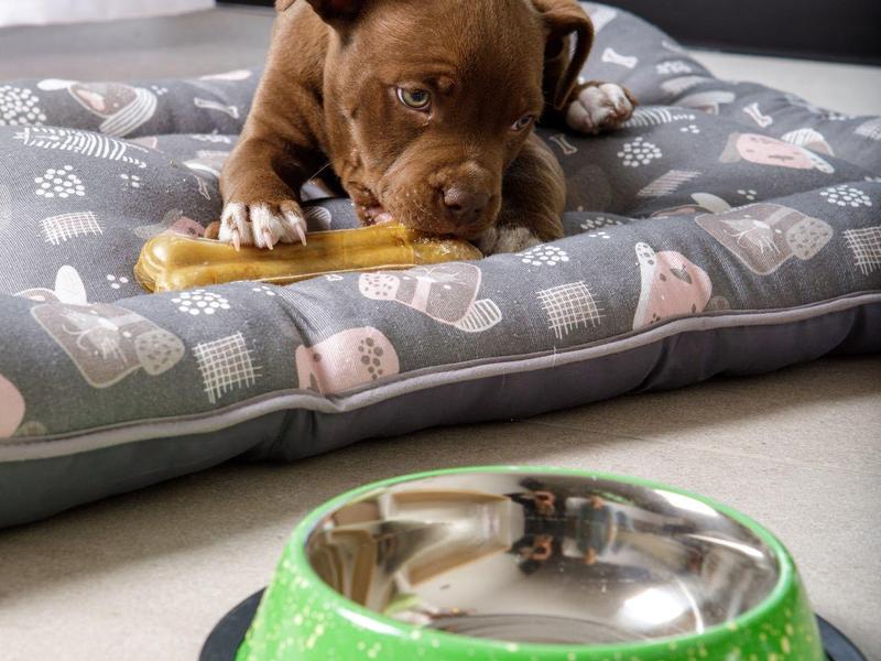 Brown puppy resting on a gray cushion with a green food bowl in the foreground.