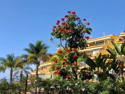 Hotel s palmami a stromem s červenými květy na pozadí jasně modré oblohy