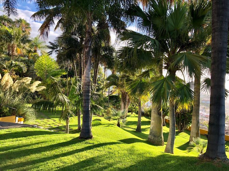 Área de jardín verde con palmeras y sol, ideal para vacaciones y relajación.