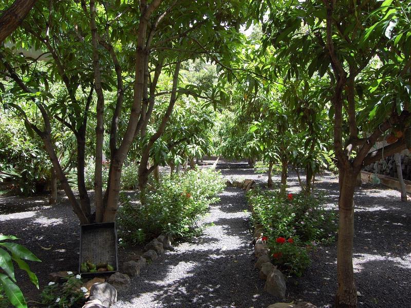 Schattenreicher Gartenweg mit verschiedenen Bäumen und Pflanzen unter strahlendem Sonnenlicht.