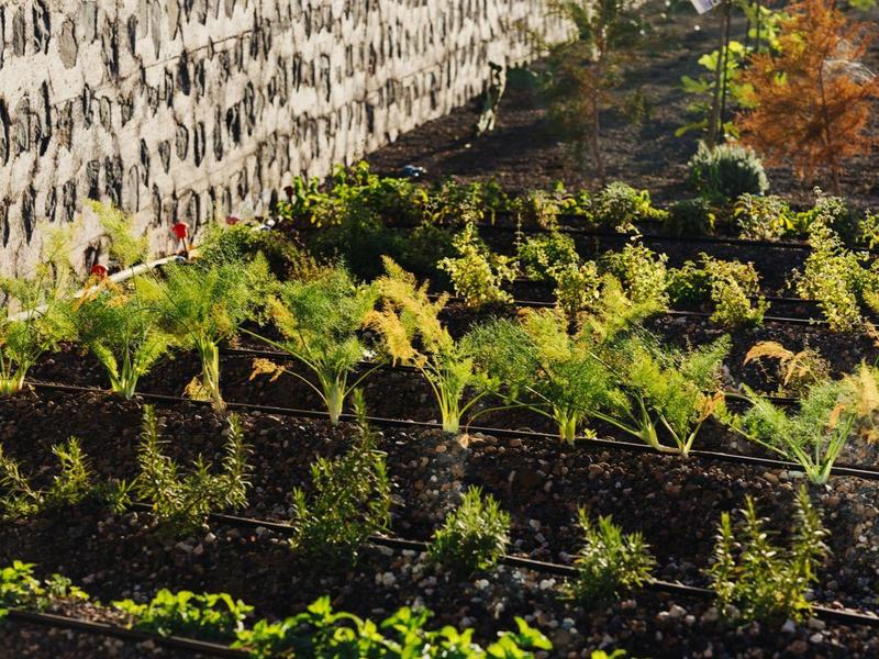 Vegetable and herb garden beside a stone wall in daylight outdoors.