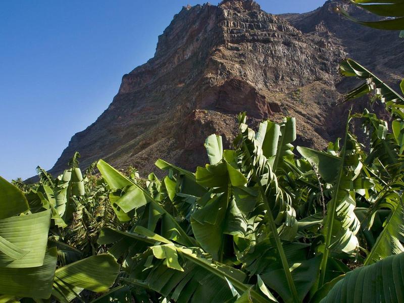 Plants de bananier verts devant une montagne rocheuse sous un ciel bleu