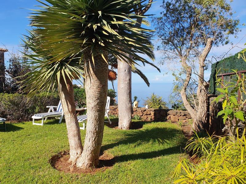 Zelená zahrada s palmami a lehátky pod jasnou oblohou