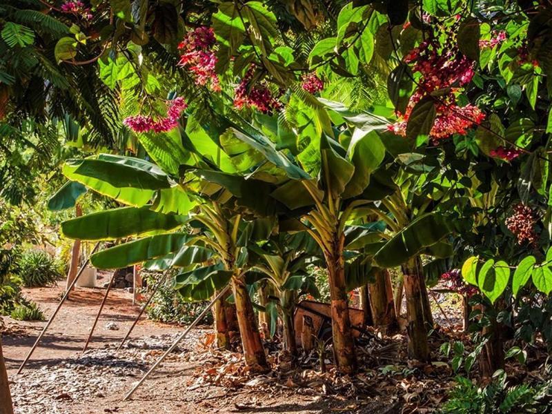Sentiero in un giardino tropicale con piante di banana e alberi in fiore