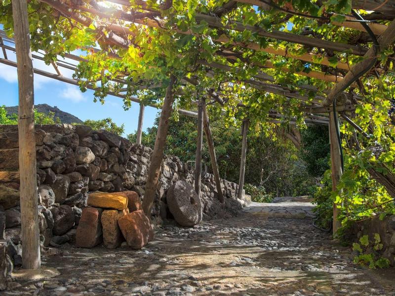 Sentiero ombreggiato e soleggiato con viti e tronchi di legno accanto a muri in pietra in ambiente rurale.