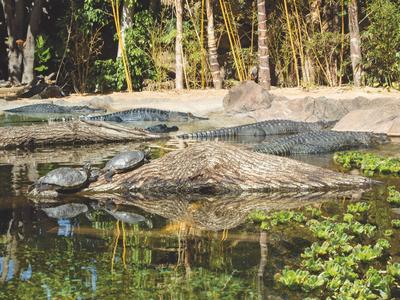 Loro Botanico