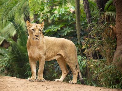 Loro Botanico