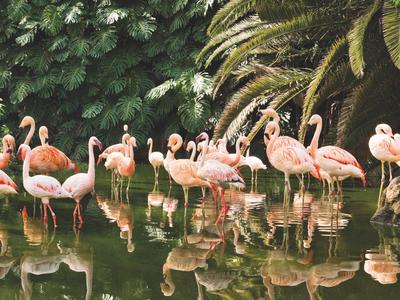Mehrere Flamingos stehen im Wasser, umgeben von grüner Vegetation.
