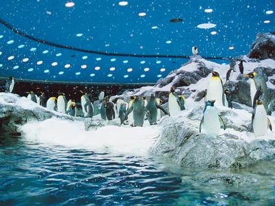 Penguins on an artificial icy landscape under a lit blue ceiling next to water.