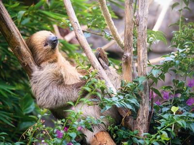 Sloth hanging relaxed on a tree in a green, flowering environment.