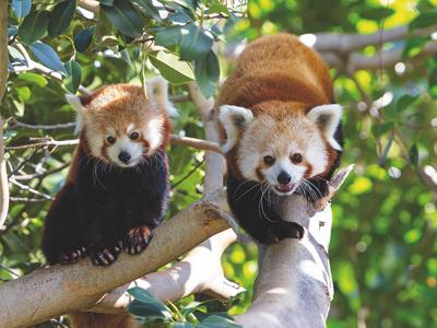 Due panda rossi su un ramo d'albero in un ambiente verde.