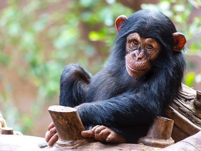 Un jeune chimpanzé se détend sur une bûche en bois dans un cadre naturel.