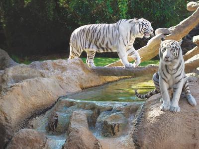 Zwei weiße Tiger auf Felsen neben kleinem Wasserfall und grünen Pflanzen im Hintergrund.