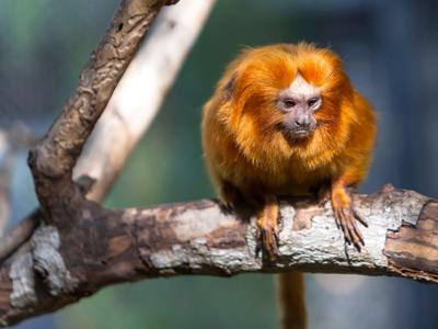Un tamarin lion doré est assis sur une branche dans un habitat naturel.