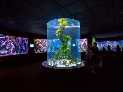 Grand aquarium rond avec des plantes dans une salle d'exposition sombre.