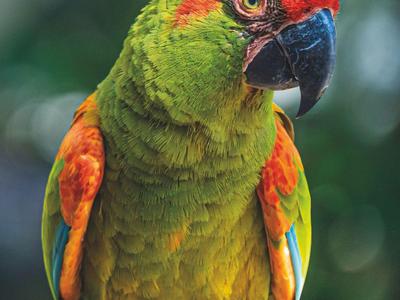 Perroquet coloré avec des plumes vertes, rouges et jaunes posé sur une branche.