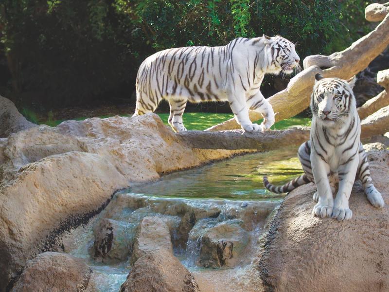 Dos tigres blancos junto a un pequeño arroyo rodeado de rocas y árboles.