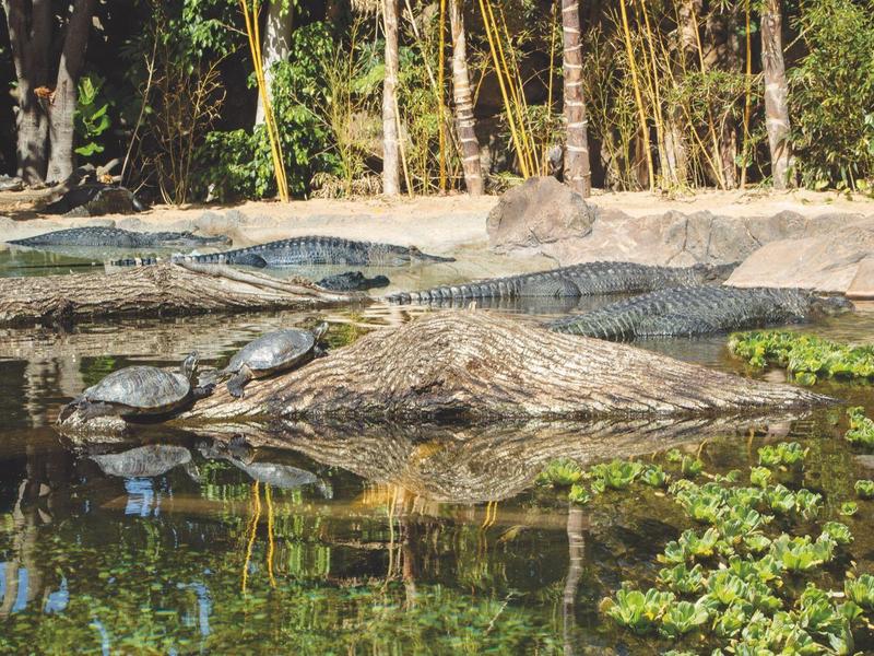 Un estanque tranquilo en el bosque con plantas verdes y agua reflejante