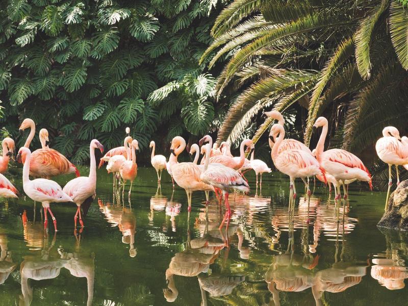 Grupo de flamencos rosados junto al agua con vegetación tropical alrededor