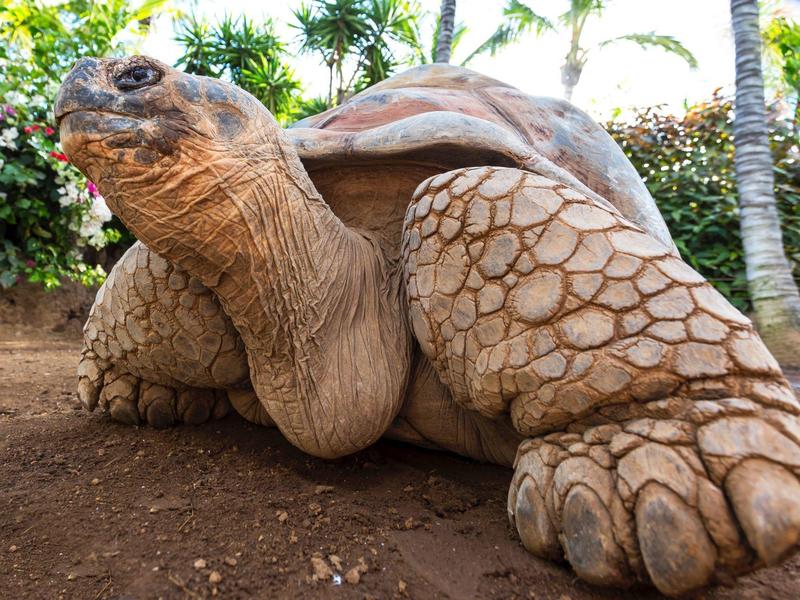 Gran tortuga gigante de Galápagos sobre tierra con plantas al fondo.