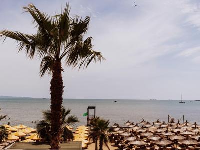Palmier et de nombreux transats avec parasols sur une plage ensoleillée près d'une mer calme.