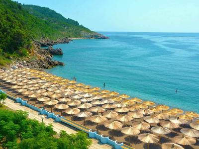 Plage avec rangées de parasols près d'une forêt verte et d'une mer bleue sous un ciel clair.