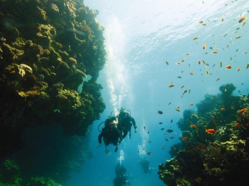 Taucher erkunden buntes Korallenriff unter klarem Wasser mit vielen kleinen Fischen.