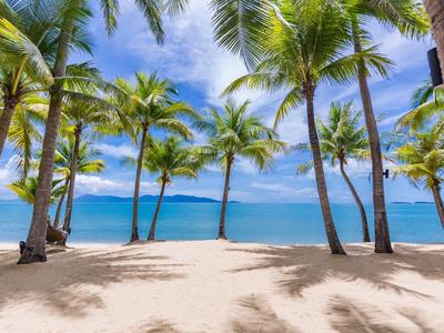 Plaża z palmami z widokiem na czyste, niebieskie morze i niebo w słoneczny dzień.