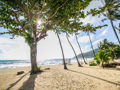 Słoneczna plaża z drzewami i hamakami na piaszczystym brzegu przy morzu.