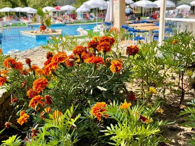 Bunte Blumen im Vordergrund mit Hotelpool und Sonnenschirmen im Hintergrund.