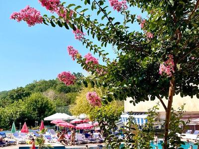 Hotelpool mit pink blühenden Bäumen und Sonnenschirmen bei klarem Himmel