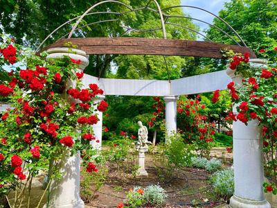 Zadbany ogród z białymi kolumnami, czerwonymi różami i rzeźbą na środku.