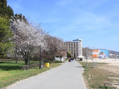 Szeroki chodnik wzdłuż plaży z drzewami i wysokim hotelem w tle.