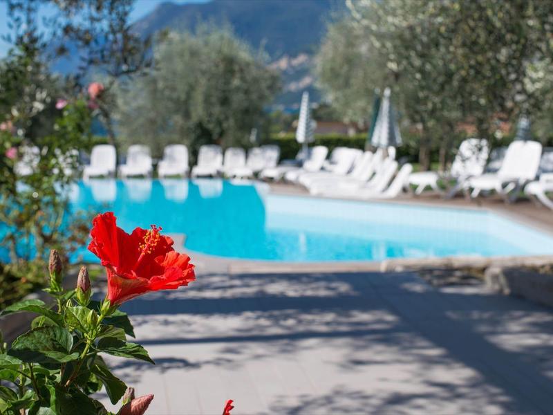 Ein roter Hibiskus blüht vor einem blauen Pool mit weißen Liegestühlen und grünen Bäumen.