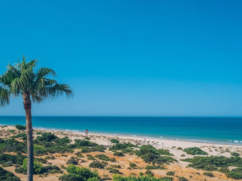 Een zandstrand met begroeiing en een palmboom onder een heldere blauwe lucht.