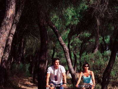 Ein Paar fährt mit Fahrrädern auf einem schattigen Waldweg