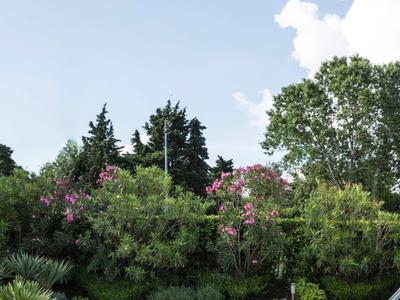 Rond buitenzwembad met helder blauw water en ladder, omgeven door groene bomen en planten.