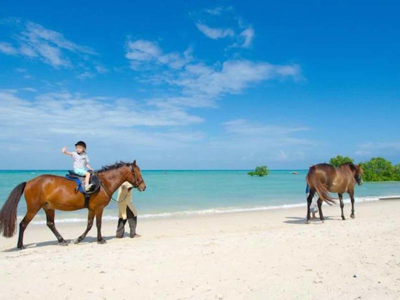 Zwei braune Pferde, eines mit Kind, am weißen Sandstrand unter blauem Himmel am Meer.