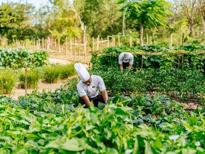 Zwei Personen ernten Gemüse in einem grünen, sonnigen Gemüsegarten mit vielfältigen Pflanzen.