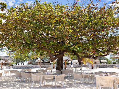Velký strom se širokou korunou poskytující stín nad bílými natřenými židlemi venku.