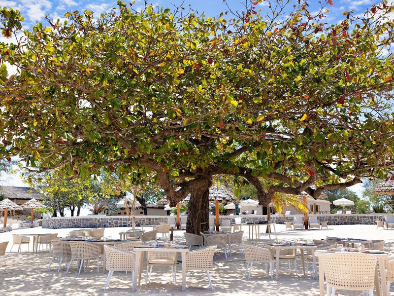 Velký strom poskytující stín venkovní terase s stolky a židlemi.