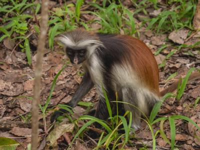 Safari Sansibar//2 Tage Selous Nationalpark