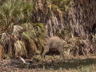 Ein Elefantenjunges steht neben Palmen und trockenem Laub in einer natürlichen Umgebung.
