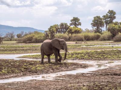 Ein Elefant steht in einer sumpfigen Landschaft mit Bäumen und Hügeln im Hintergrund.