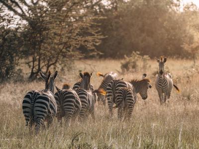 Sechs Zebras laufen durch hohes, trockenes Gras in einer sonnenbeschienenen Savannenlandschaft.