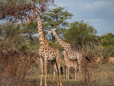 Zwei Giraffen in einer buschigen Savannenlandschaft bei bewölktem Himmel.