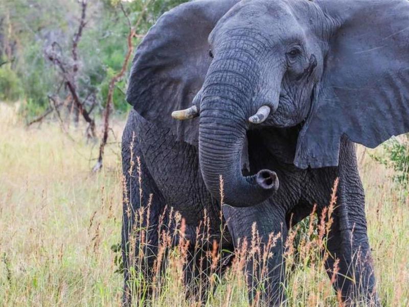 Un giovane elefante si trova su un terreno erboso davanti a cespugli e alberi.